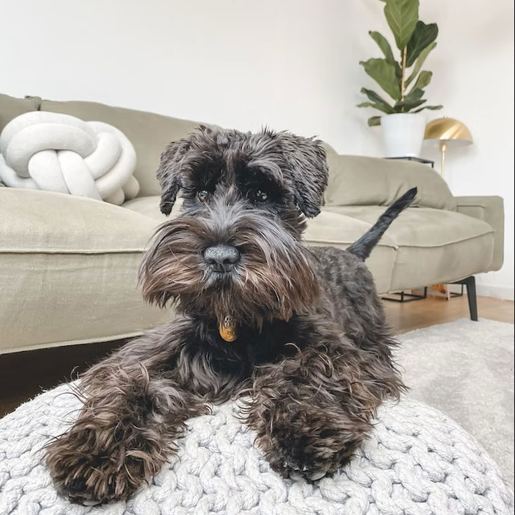 How to Choose A Pet-Friendly Sofa?